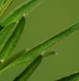 olešník kmínolistý <i>(Selinum carvifolia)</i> / List