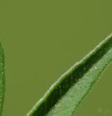 olešník kmínolistý <i>(Selinum carvifolia)</i>