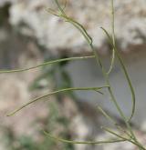hulevník východní <i>(Sisymbrium orientale)</i> / Plod