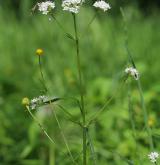 kozlík dvoudomý <i>(Valeriana dioica)</i>