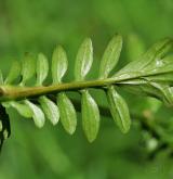 kozlík dvoudomý <i>(Valeriana dioica)</i> / List
