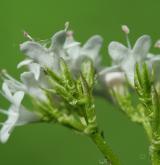kozlík dvoudomý <i>(Valeriana dioica)</i> / Květ/Květenství