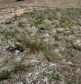 Kostřavové trávníky písčin <i>(Armerion elongatae)</i>