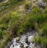 Subalpínské vysokostébelné trávníky <i>(Calamagrostion villosae)</i>