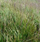 Subalpínské vysokostébelné trávníky <i>(Calamagrostion villosae)</i> / Detail porostu