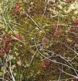 Oceánická a suboceánická vrchoviště <i>(Oxycocco palustris-Ericion tetralicis)</i> / Detail porostu