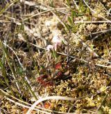 Oceánická a suboceánická vrchoviště <i>(Oxycocco palustris-Ericion tetralicis)</i> / Detail porostu