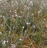 Oceánická a suboceánická vrchoviště <i>(Oxycocco palustris-Ericion tetralicis)</i> / Detail porostu