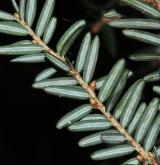 jedlovec západoamerický <i>(Tsuga heterophylla)</i> / Květ/Květenství