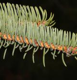 smrk Maximovičův <i>(Picea maximowiczii)</i> / List