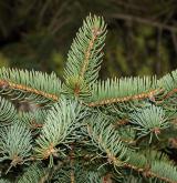 smrk Maximovičův <i>(Picea maximowiczii)</i> / List