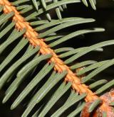 smrk Maximovičův <i>(Picea maximowiczii)</i> / Větve a pupeny