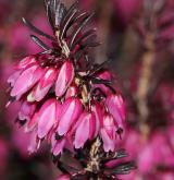 vřesovec pleťový <i>(Erica carnea)</i> / Květ/Květenství