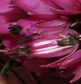 vřesovec pleťový <i>(Erica carnea)</i> / Květ/Květenství