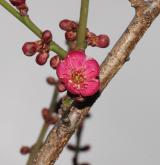 meruňka japonská <i>(Prunus mume)</i> / Květ/Květenství