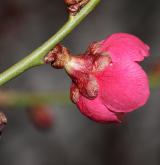 meruňka japonská <i>(Prunus mume)</i> / Květ/Květenství