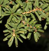 jedlovec Sieboldův <i>(Tsuga sieboldii)</i> / List