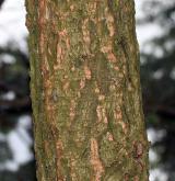 jedlovec Sieboldův <i>(Tsuga sieboldii)</i> / Borka kmene