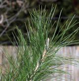borovice deskovitá <i>(Pinus tabulaeformis)</i> / List