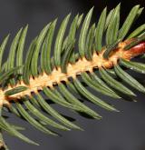 smrk lesklý <i>(Picea torano)</i> / Větve a pupeny