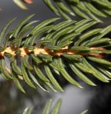 smrk lesklý <i>(Picea torano)</i> / List