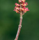 javor stříbrný <i>(Acer saccharinum)</i> / Květ/Květenství