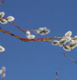 vrba lýkovcová <i>(Salix daphnoides)</i> / Květ/Květenství