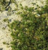 Vegetace parožnatek ve vápnitých a brakických vodách <i>(Charion globularis)</i> / Porost
