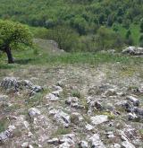 Pannská skalní vegetace s kostřavou sivou <i>(Bromo pannonici-Festucion pallentis)</i>