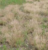 Otevřené trávníky vátých písků s paličkovcem šedavým <i>(Corynephorion canescentis)</i>