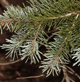 douglaska sivá <i>(Pseudotsuga glauca)</i> / List
