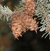 douglaska sivá <i>(Pseudotsuga glauca)</i> / Plod