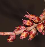 javor stříbrný <i>(Acer saccharinum)</i> / Květ/Květenství