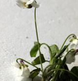 violka křovištní <i>(Viola suavis)</i> / Květ/Květenství