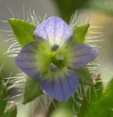 rozrazil břečťanolistý <i>(Veronica hederifolia)</i> / Květ/Květenství