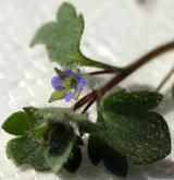 rozrazil břečťanolistý <i>(Veronica hederifolia)</i> / Květ/Květenství