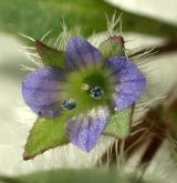 rozrazil břečťanolistý <i>(Veronica hederifolia)</i> / Květ/Květenství