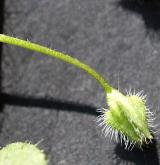 rozrazil břečťanolistý <i>(Veronica hederifolia)</i> / Květ/Květenství