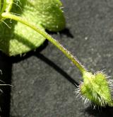 rozrazil břečťanolistý <i>(Veronica hederifolia)</i> / Květ/Květenství