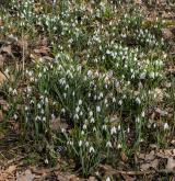 sněženka podsněžník <i>(Galanthus nivalis)</i> / Detail porostu