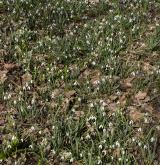 sněženka podsněžník <i>(Galanthus nivalis)</i> / Detail porostu
