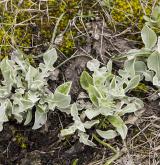 chrpa chlumní <i>(Centaurea triumfettii)</i> / List