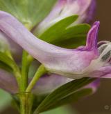 dymnivka nízká <i>(Corydalis pumila)</i> / Květ/Květenství