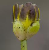 orsej blatoucholistý <i>(Ficaria calthifolia)</i> / Květ/Květenství