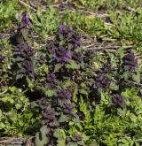 hluchavka nachová <i>(Lamium purpureum)</i> / Habitus