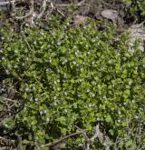 rozrazil laločnatý <i>(Veronica sublobata)</i> / Habitus