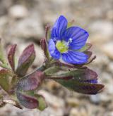 rozrazil trojklaný <i>(Veronica triphyllos)</i> / Květ/Květenství