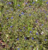 rozrazil trojklaný <i>(Veronica triphyllos)</i> / Porost