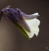 violka nejmenší <i>(Viola kitaibeliana)</i> / Květ/Květenství