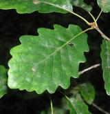 dub zimní <i>(Quercus petraea)</i> / List